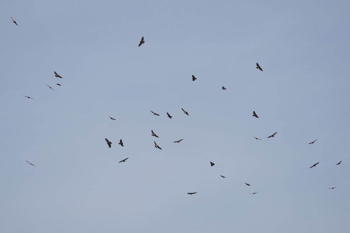 Broad-winged Hawk - ML609138187