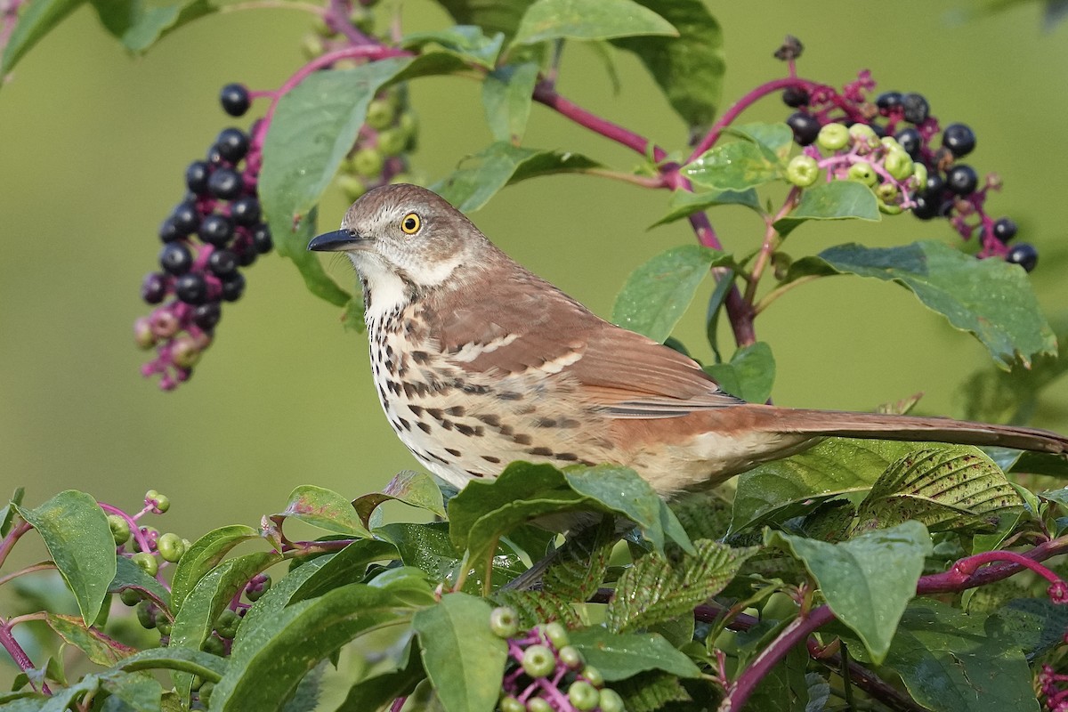 Brown Thrasher - ML609138212