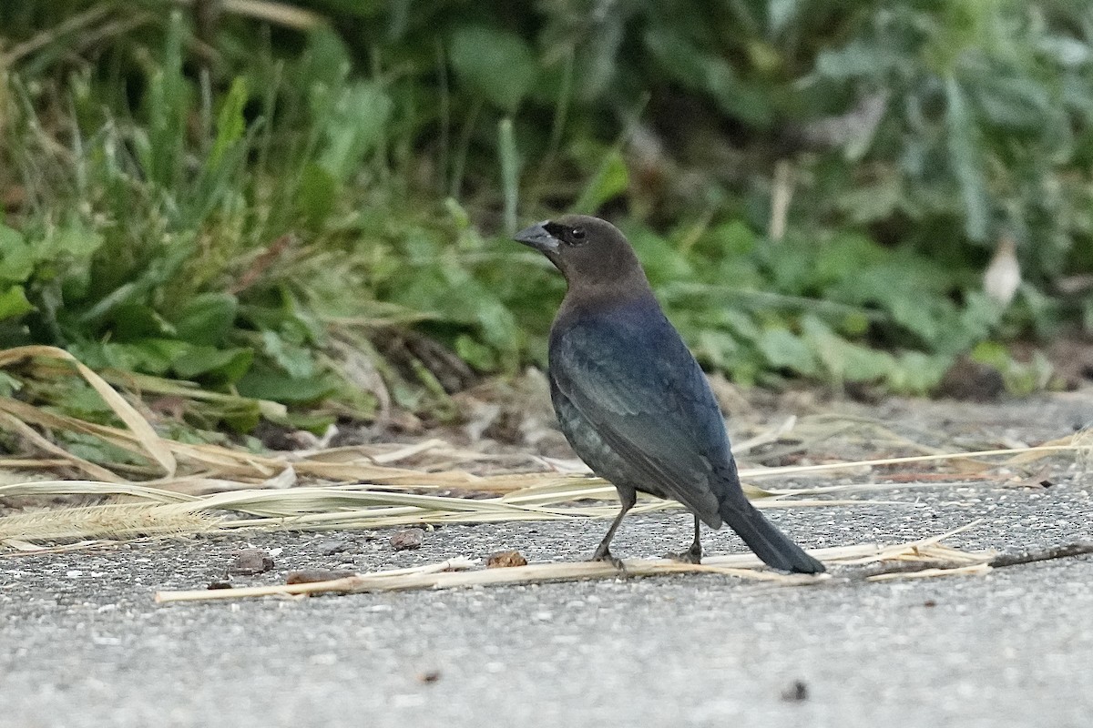 Brown-headed Cowbird - ML609138234