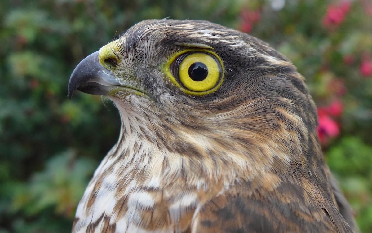 Eurasian Sparrowhawk - ML609138301