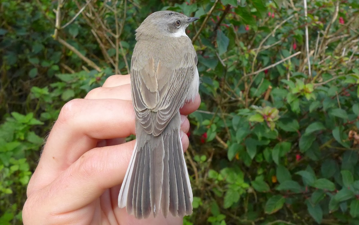 Lesser Whitethroat - ML609138324