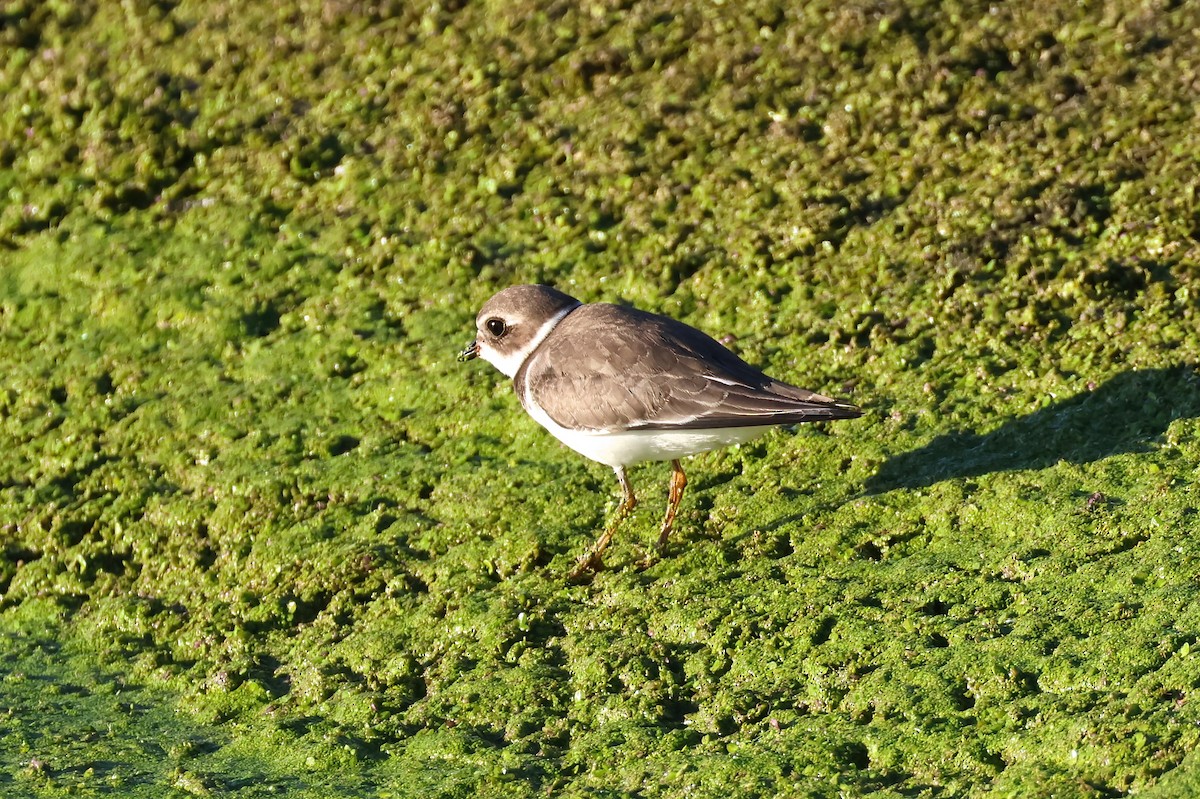 Semipalmated Plover - ML609138337