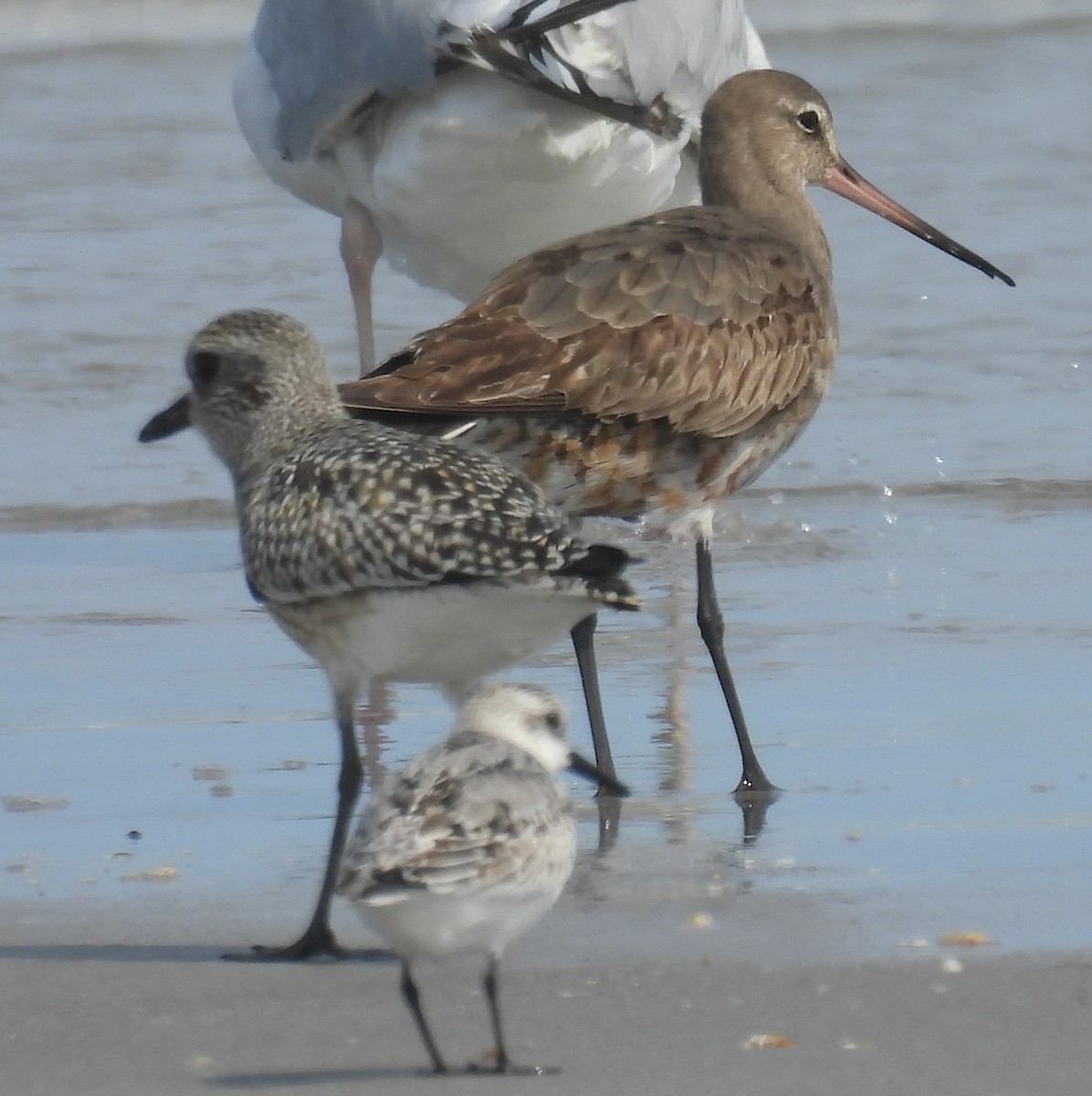 Hudsonian Godwit - ML609138518