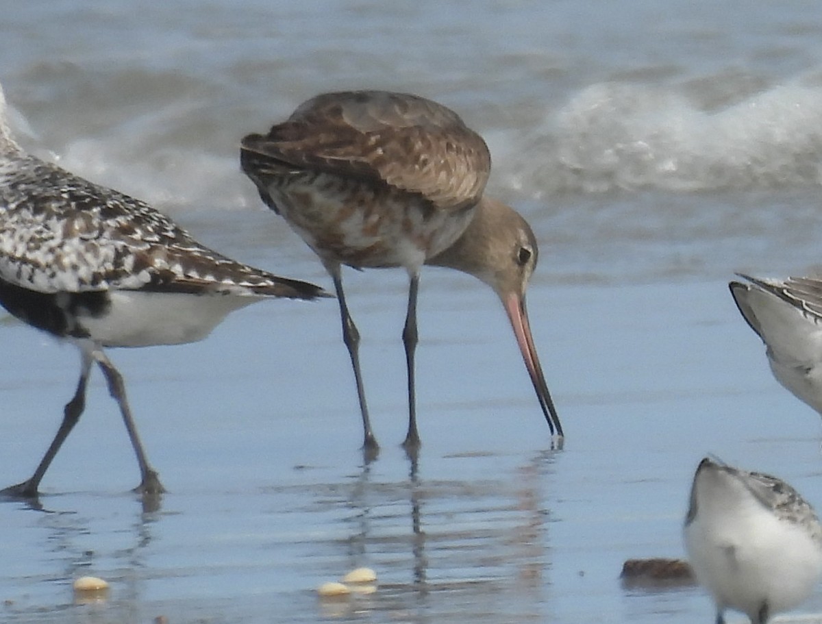 Hudsonian Godwit - ML609138520