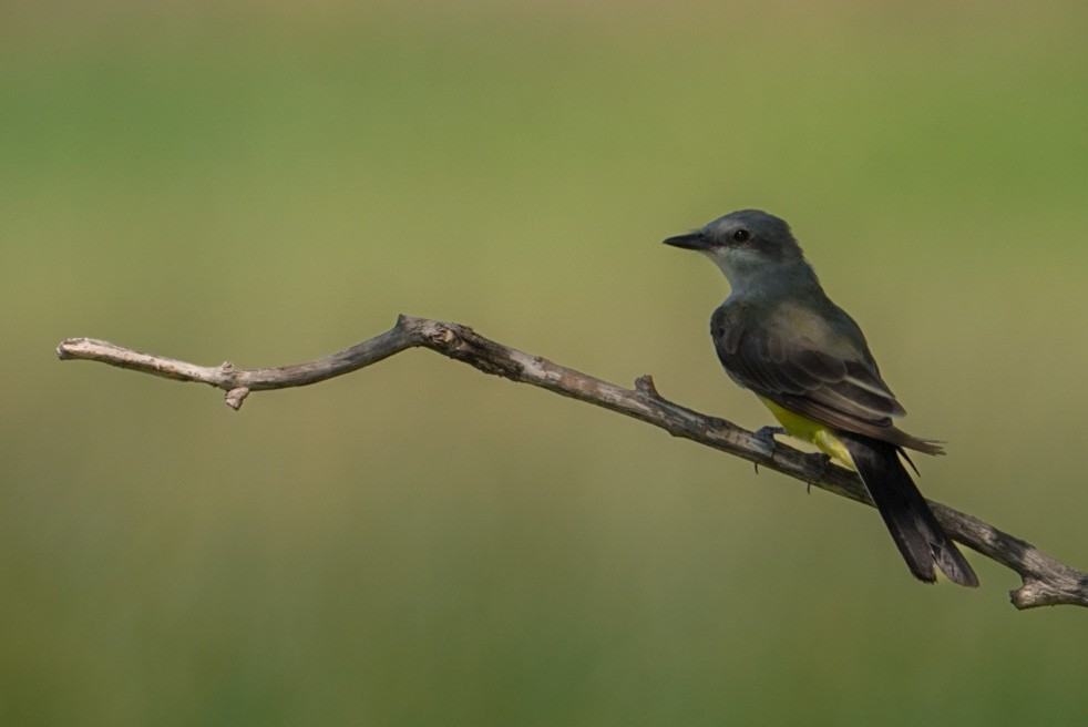 Western Kingbird - ML609138531