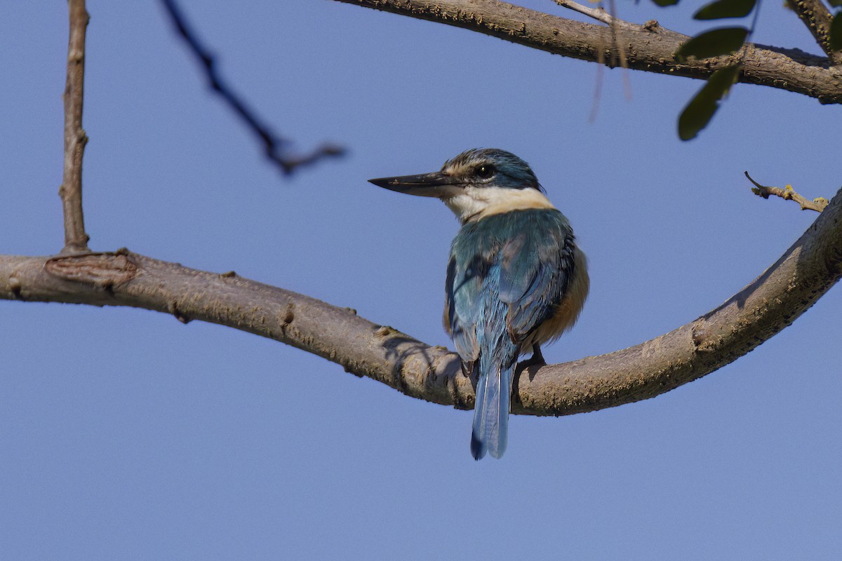 Sacred Kingfisher - ML609138656