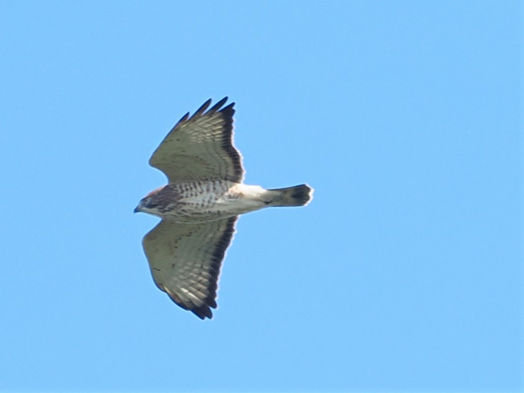 Broad-winged Hawk - ML609138783