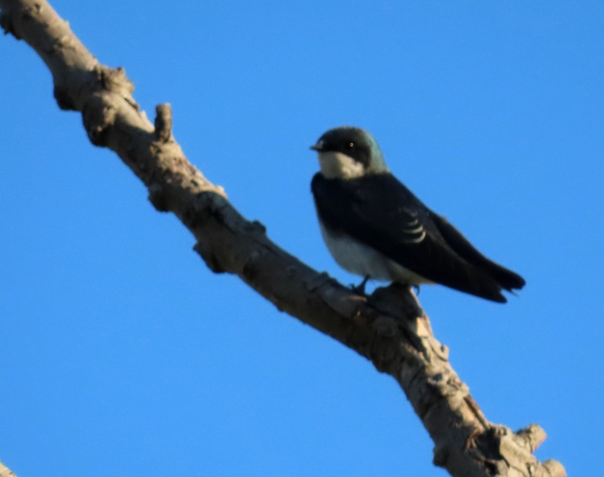 Tree Swallow - ML609138860