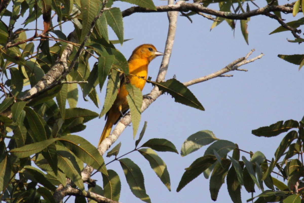 Baltimore Oriole - Greg Page