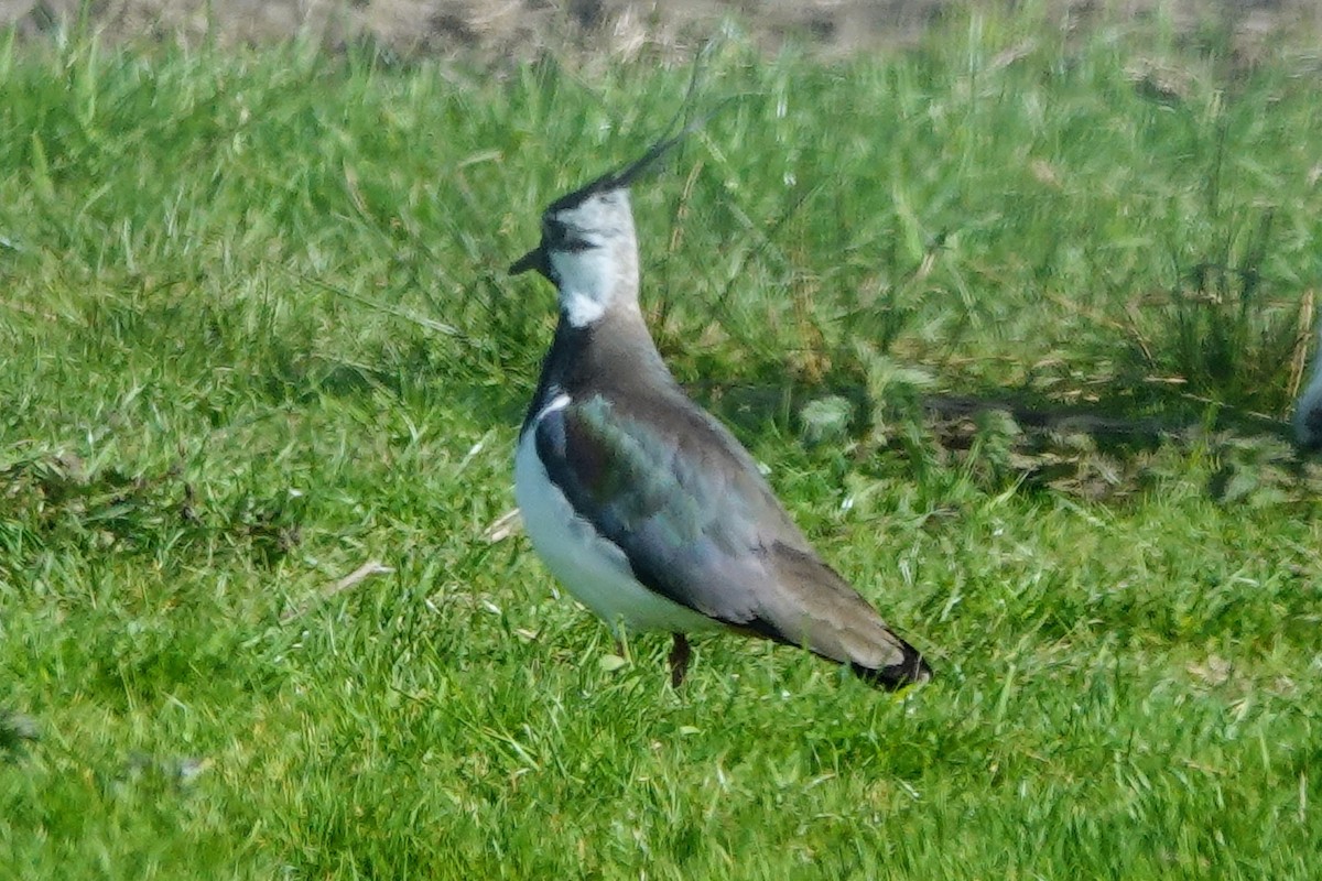 Northern Lapwing - ML609139072