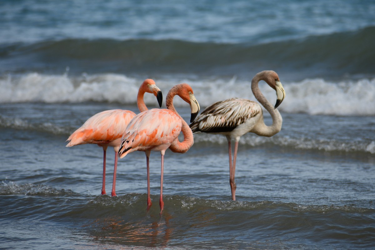 American Flamingo - Lesley Haven