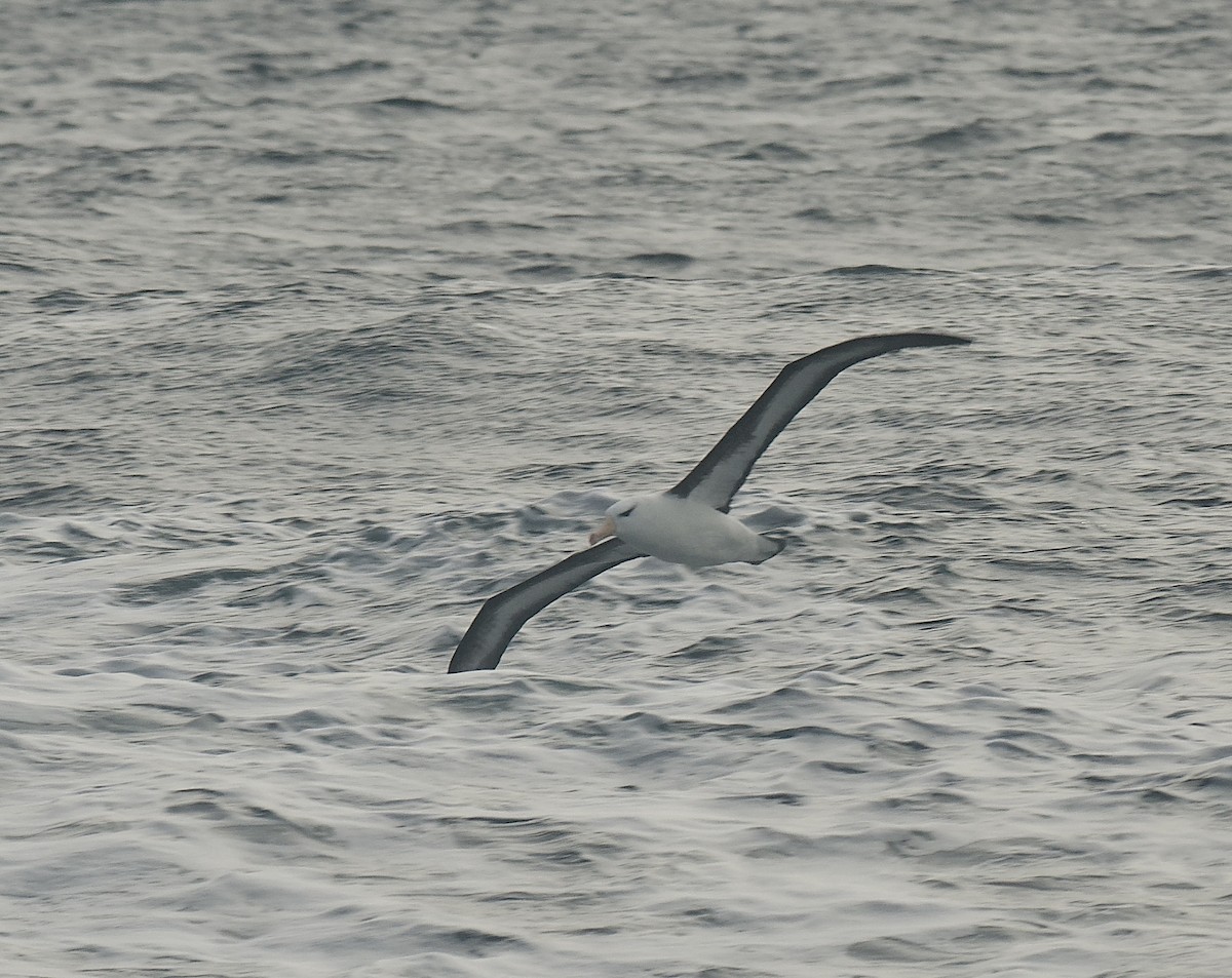 Kara Kaşlı Albatros (melanophris) - ML609139144