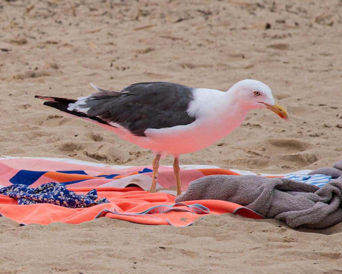 Lesser Black-backed Gull - ML609139225