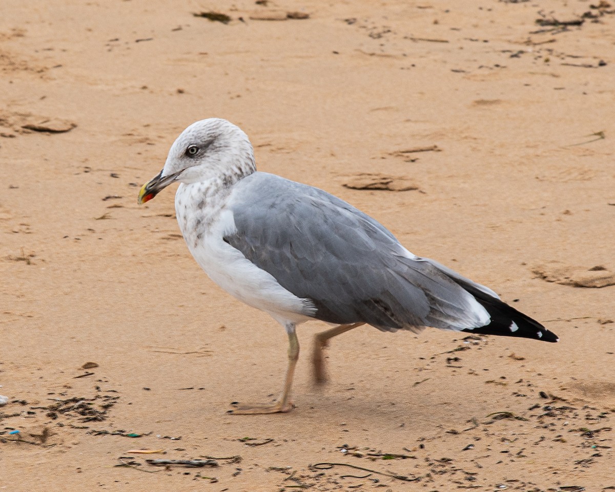 Yellow-legged Gull - Martin Tremblay