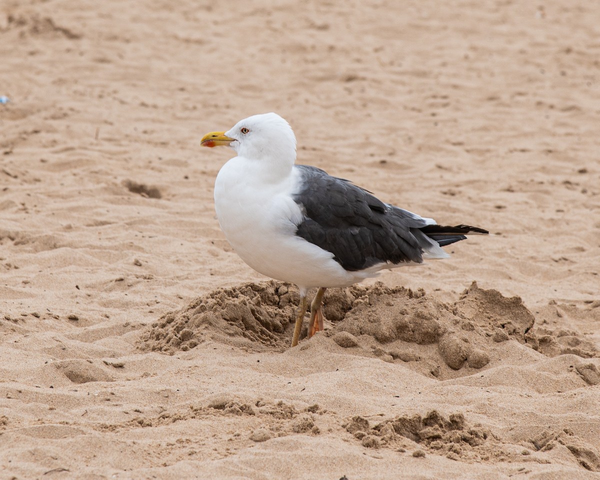 Lesser Black-backed Gull - Martin Tremblay