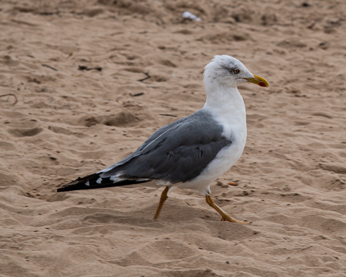 Lesser Black-backed Gull - ML609139228