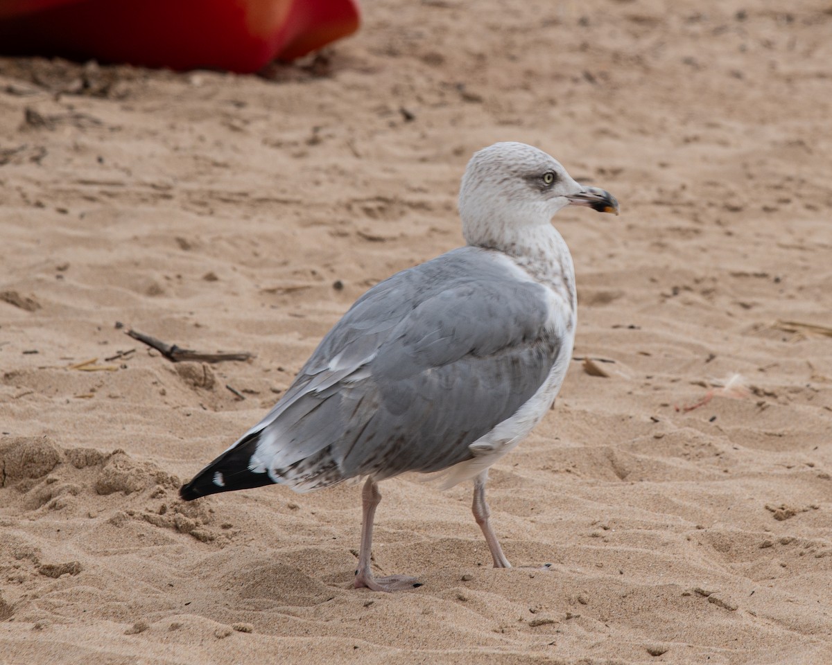 Yellow-legged Gull - Martin Tremblay