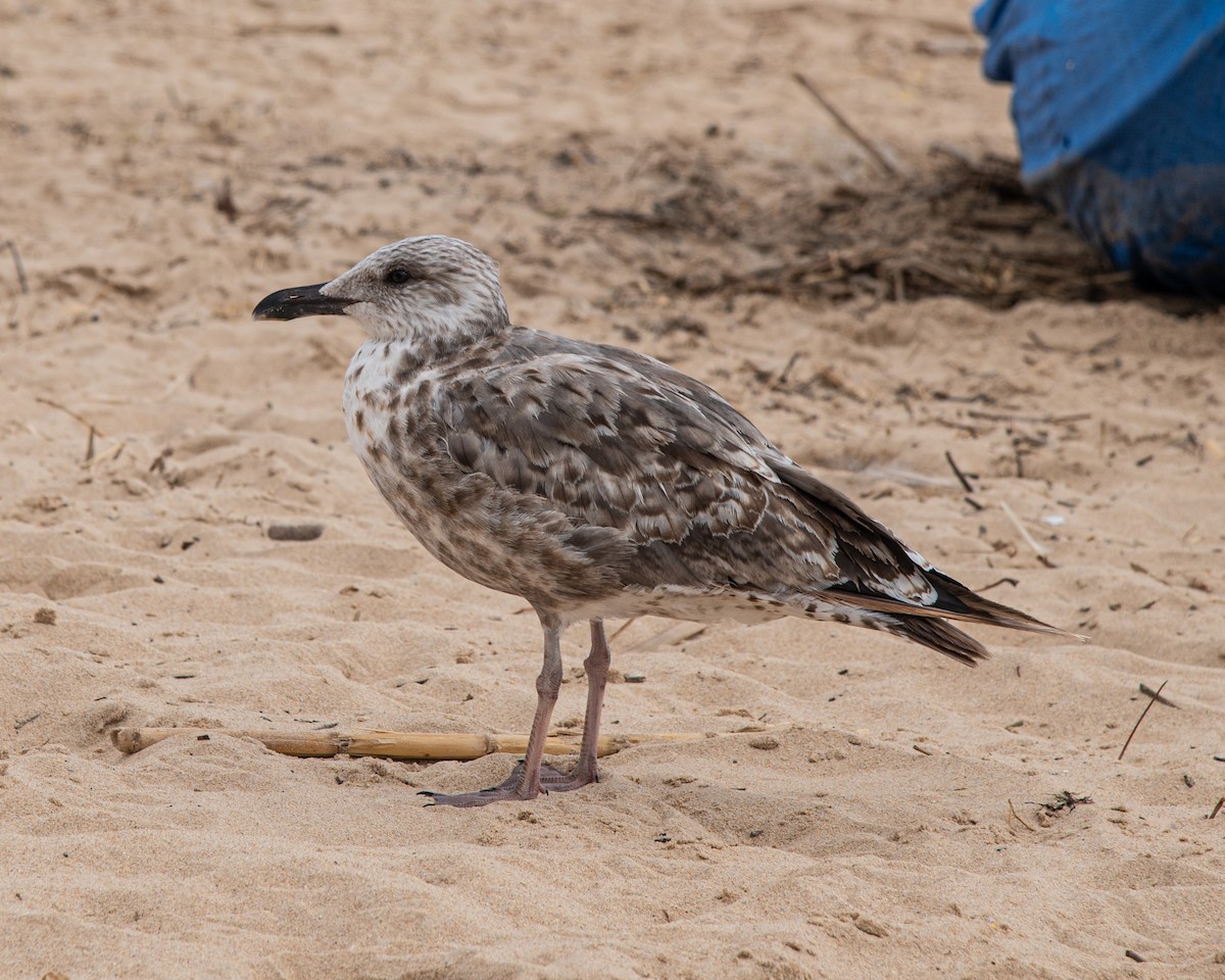 Lesser Black-backed Gull - Martin Tremblay