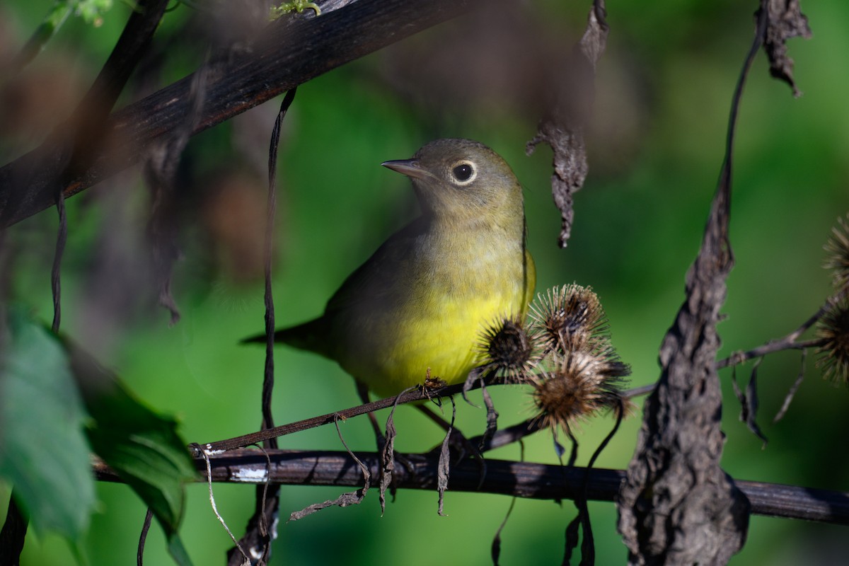 Connecticut Warbler - ML609139256