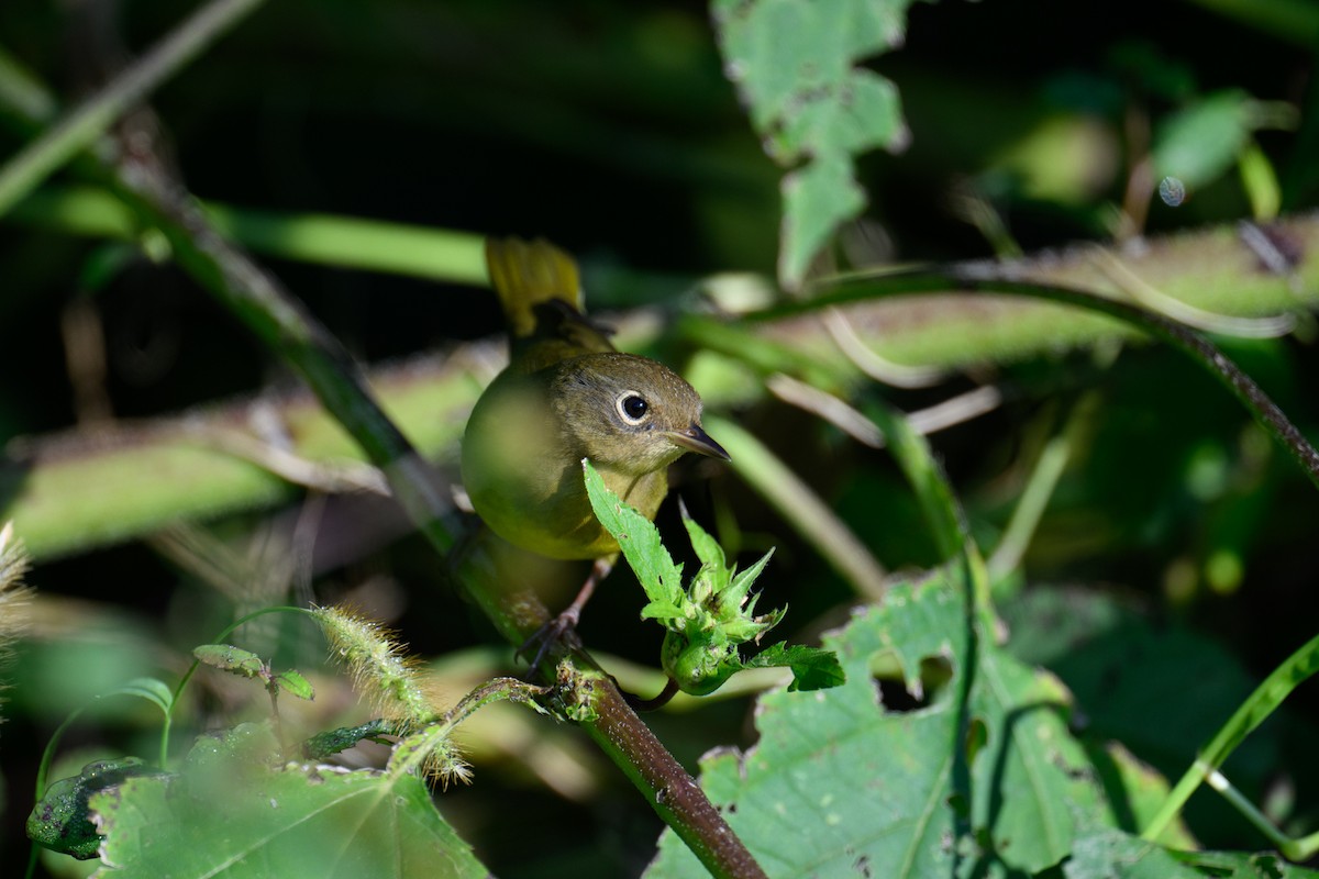 Connecticut Warbler - ML609139319