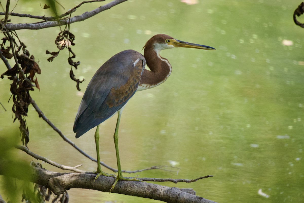 Tricolored Heron - ML609139356