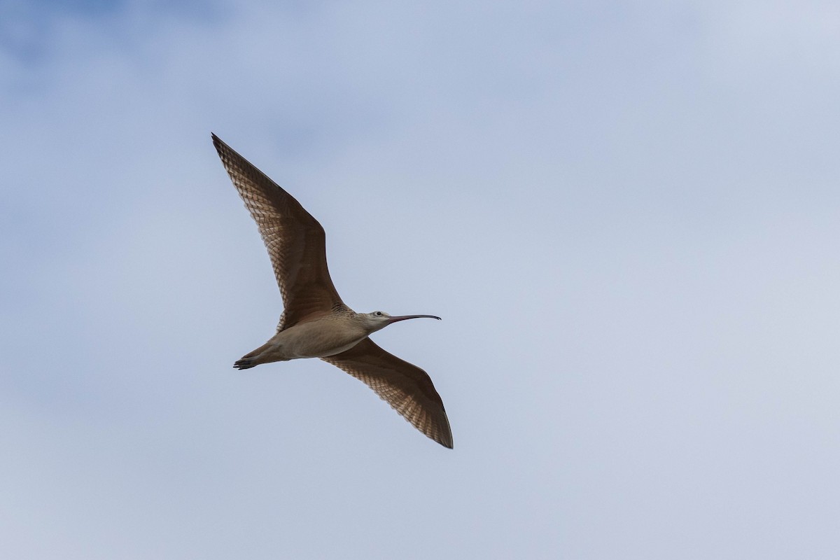 Long-billed Curlew - ML609139401