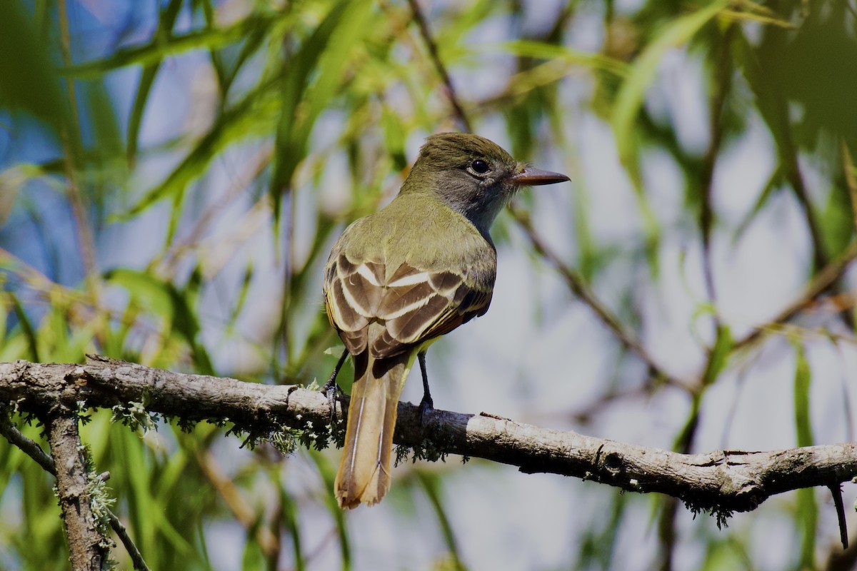 Great Crested Flycatcher - ML609139443