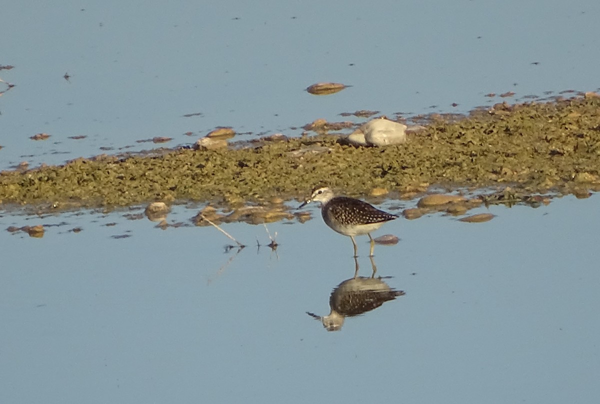 Wood Sandpiper - ML609139451