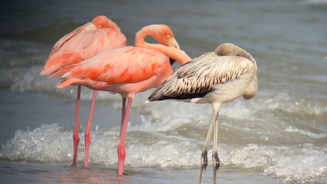 Flamant des Caraïbes - ML609139490