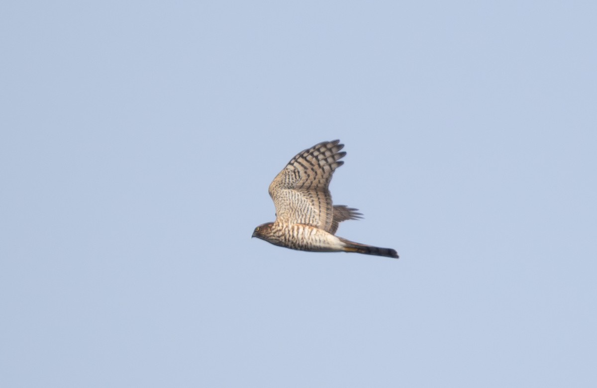 Eurasian Sparrowhawk - ML609139575