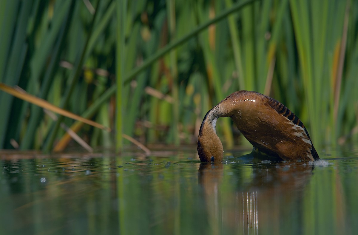 Fulvous Whistling-Duck - Juan Pablo Fonseca Amaro