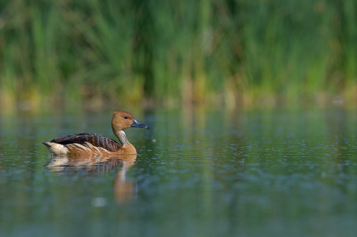 Fulvous Whistling-Duck - Juan Pablo Fonseca Amaro