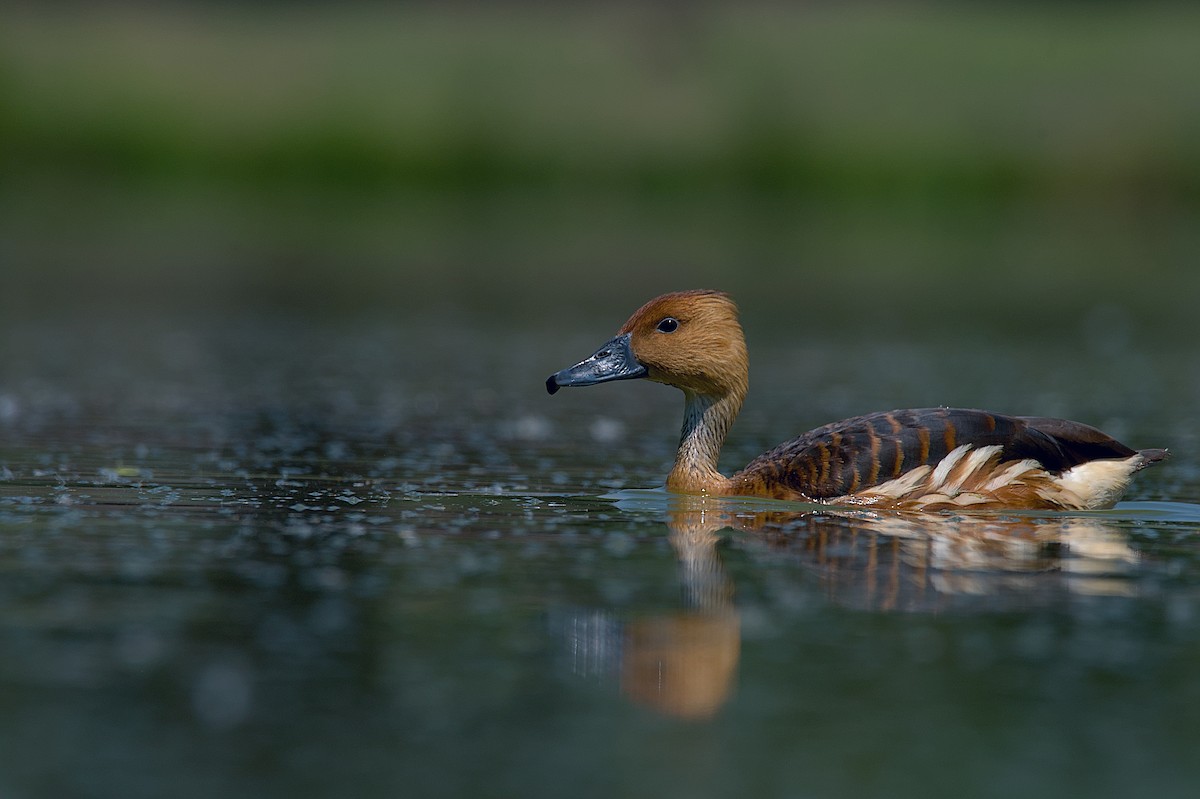 Fulvous Whistling-Duck - Juan Pablo Fonseca Amaro