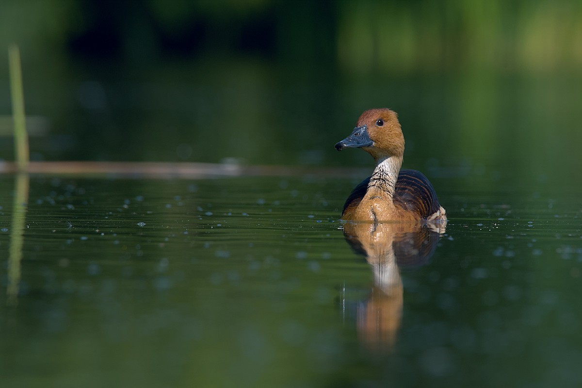 Fulvous Whistling-Duck - Juan Pablo Fonseca Amaro