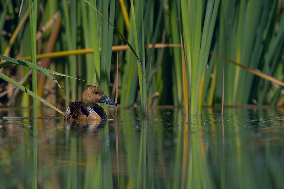 Fulvous Whistling-Duck - Juan Pablo Fonseca Amaro