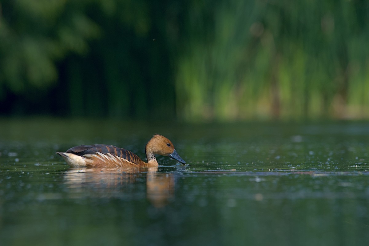 Fulvous Whistling-Duck - Juan Pablo Fonseca Amaro