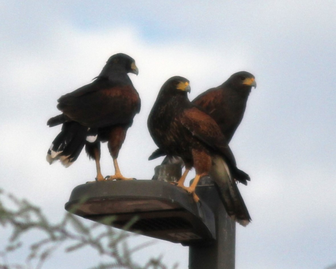 Harris's Hawk - ML609139756