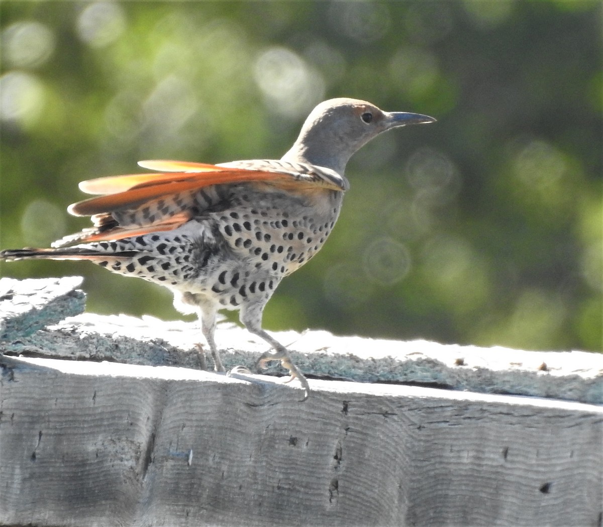 Northern Flicker (Red-shafted) - ML609139765