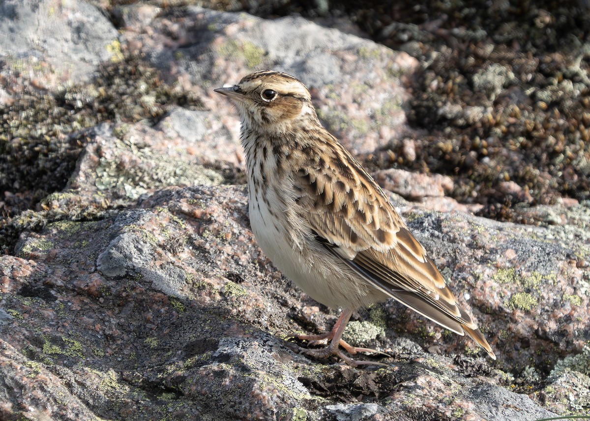 Wood Lark - ML609139776