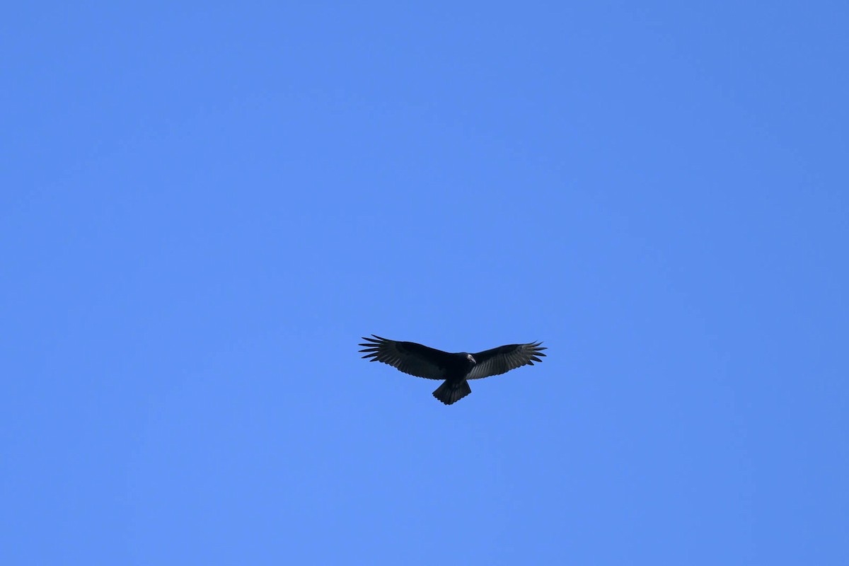 Turkey Vulture - ML609139810