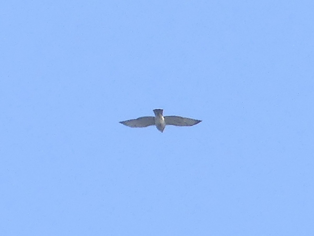 Broad-winged Hawk - ML609139829