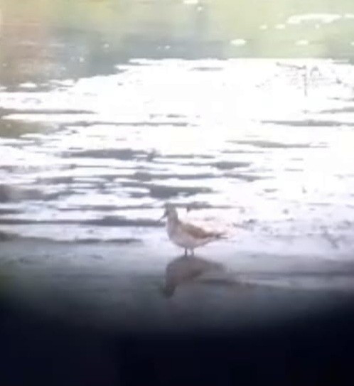 Pectoral Sandpiper - ML609139908