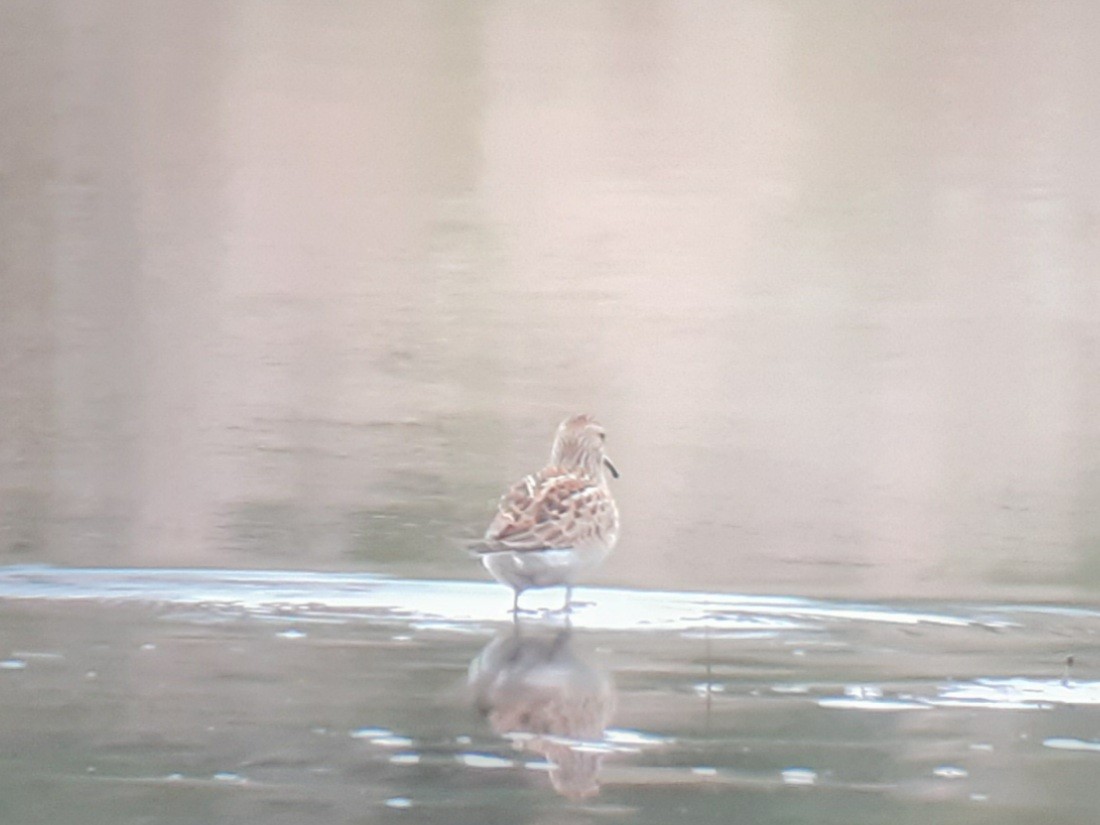 Pectoral Sandpiper - ML609139909