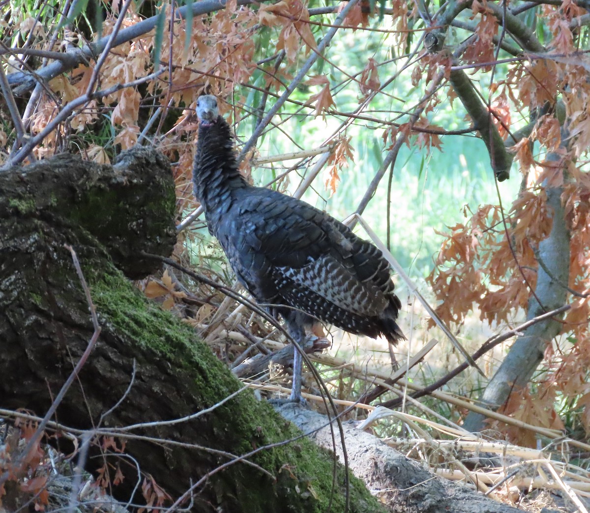 Wild Turkey - ML609139919