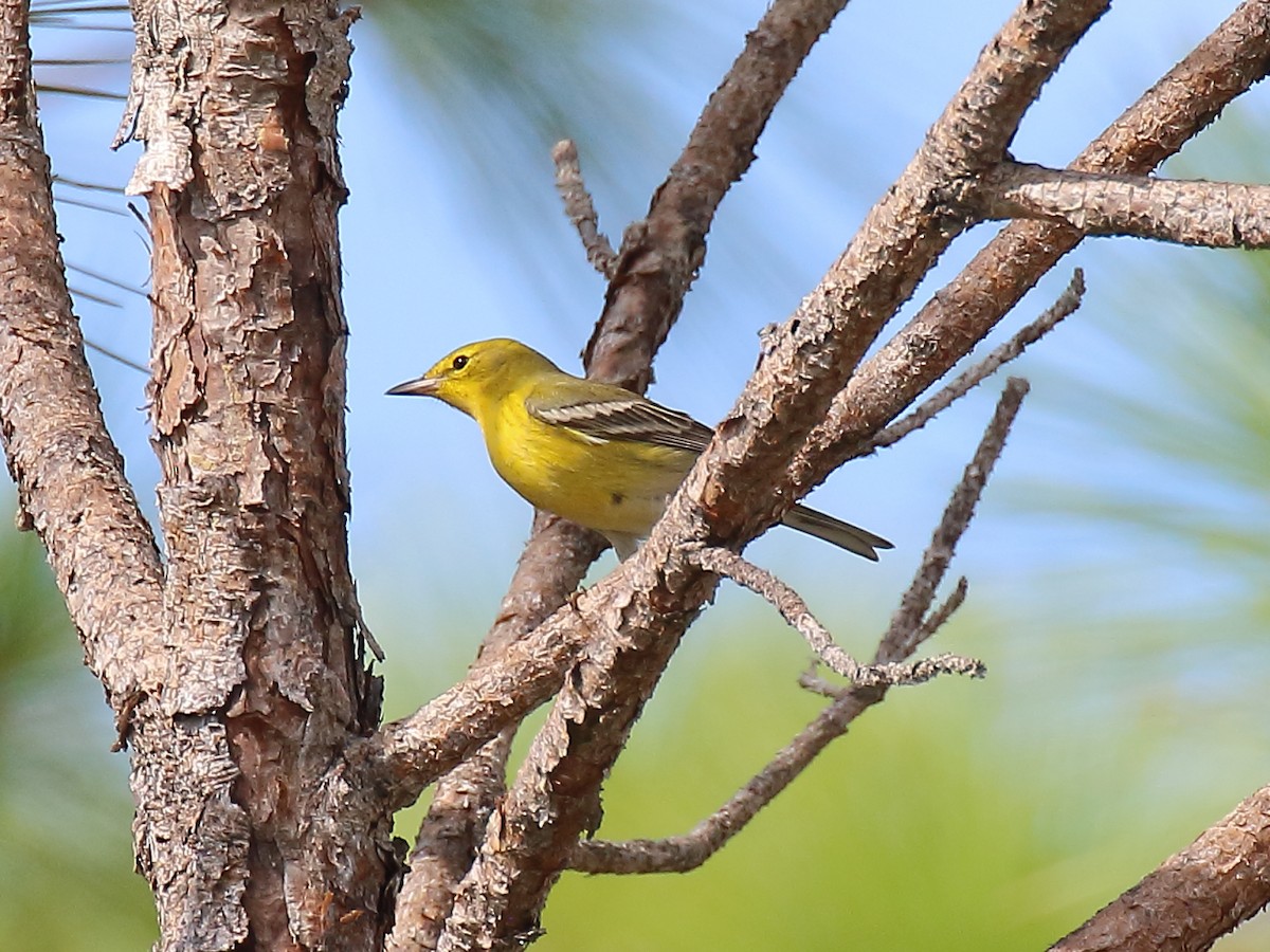 Pine Warbler - ML609139998