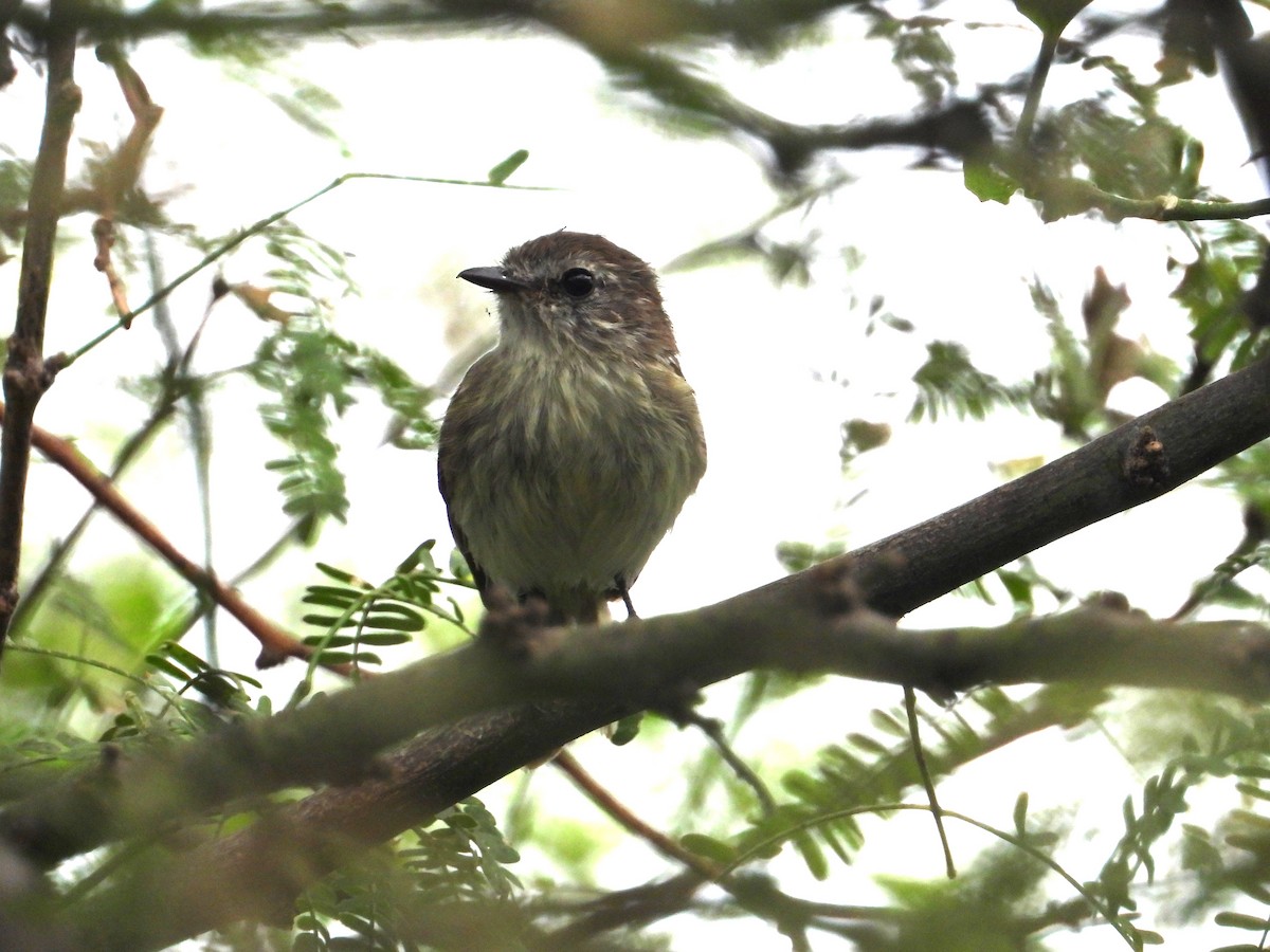 Tumbes Tyrannulet - ML609140164