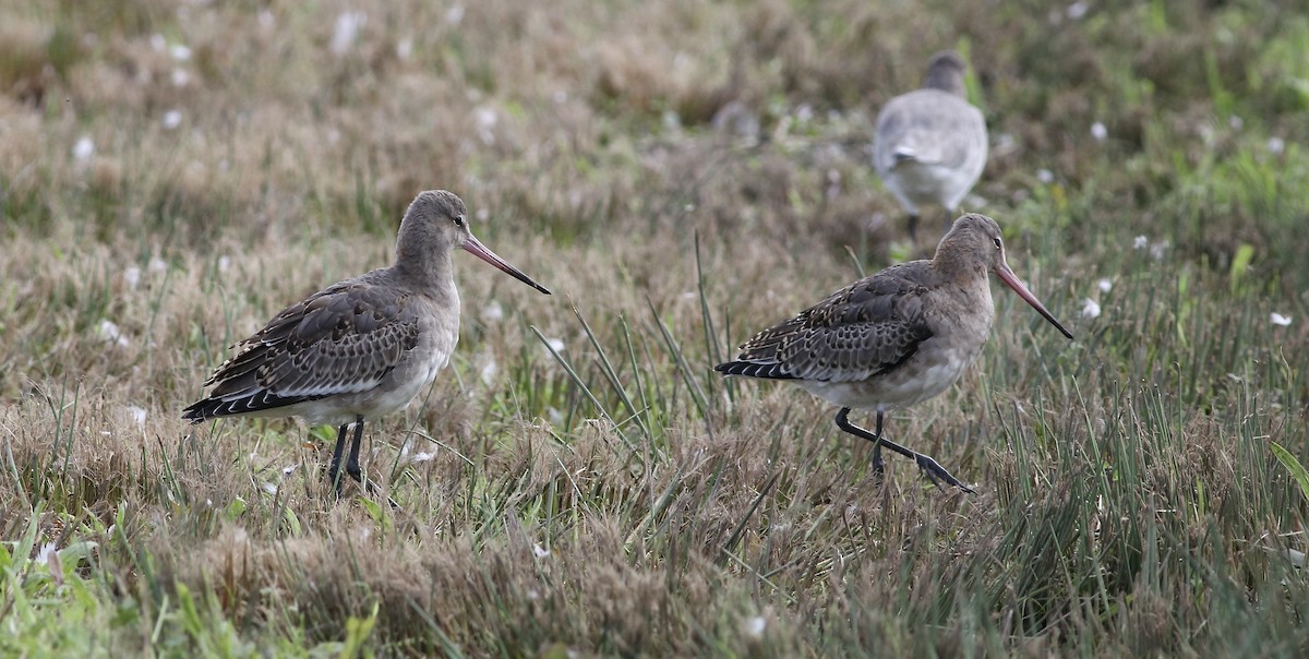 Black-tailed Godwit - ML609140184