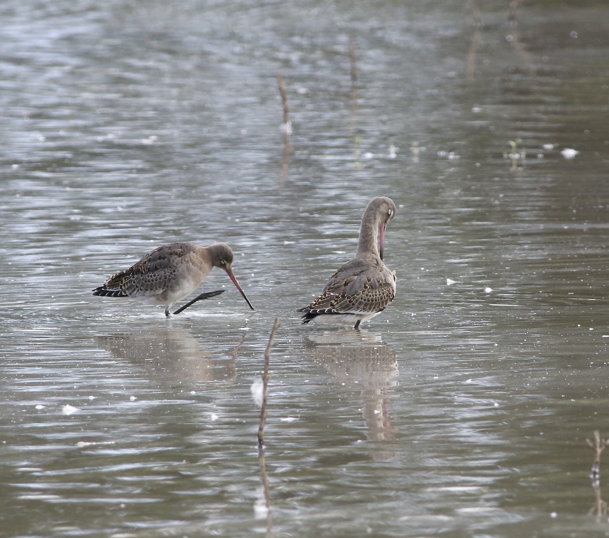 Black-tailed Godwit - ML609140190