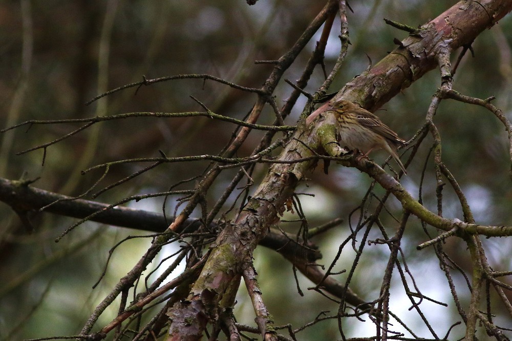 Tree Pipit - ML609140193