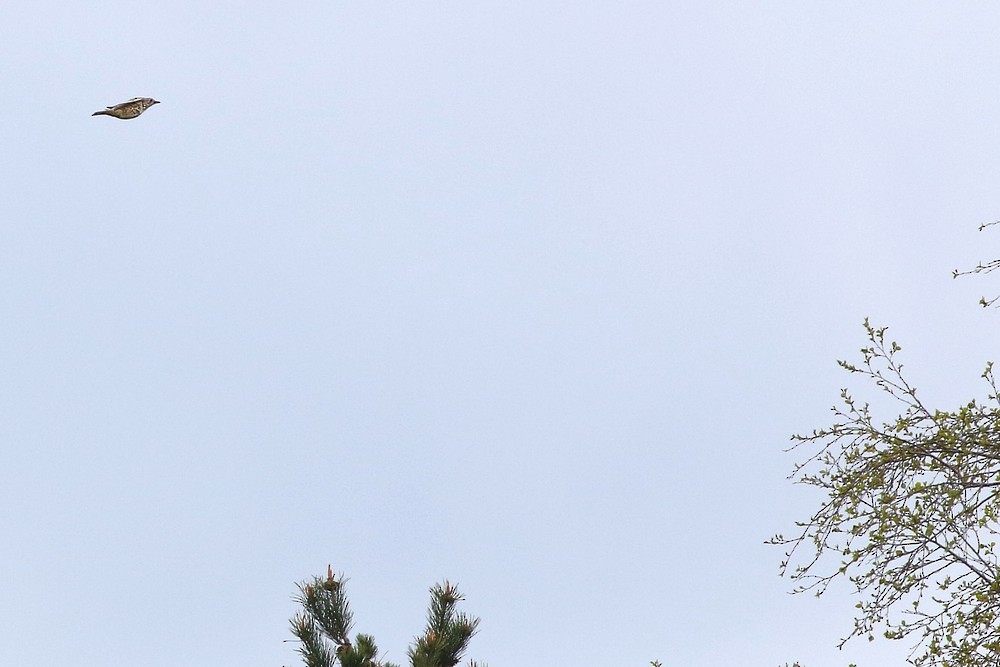 Mistle Thrush - ML609140252